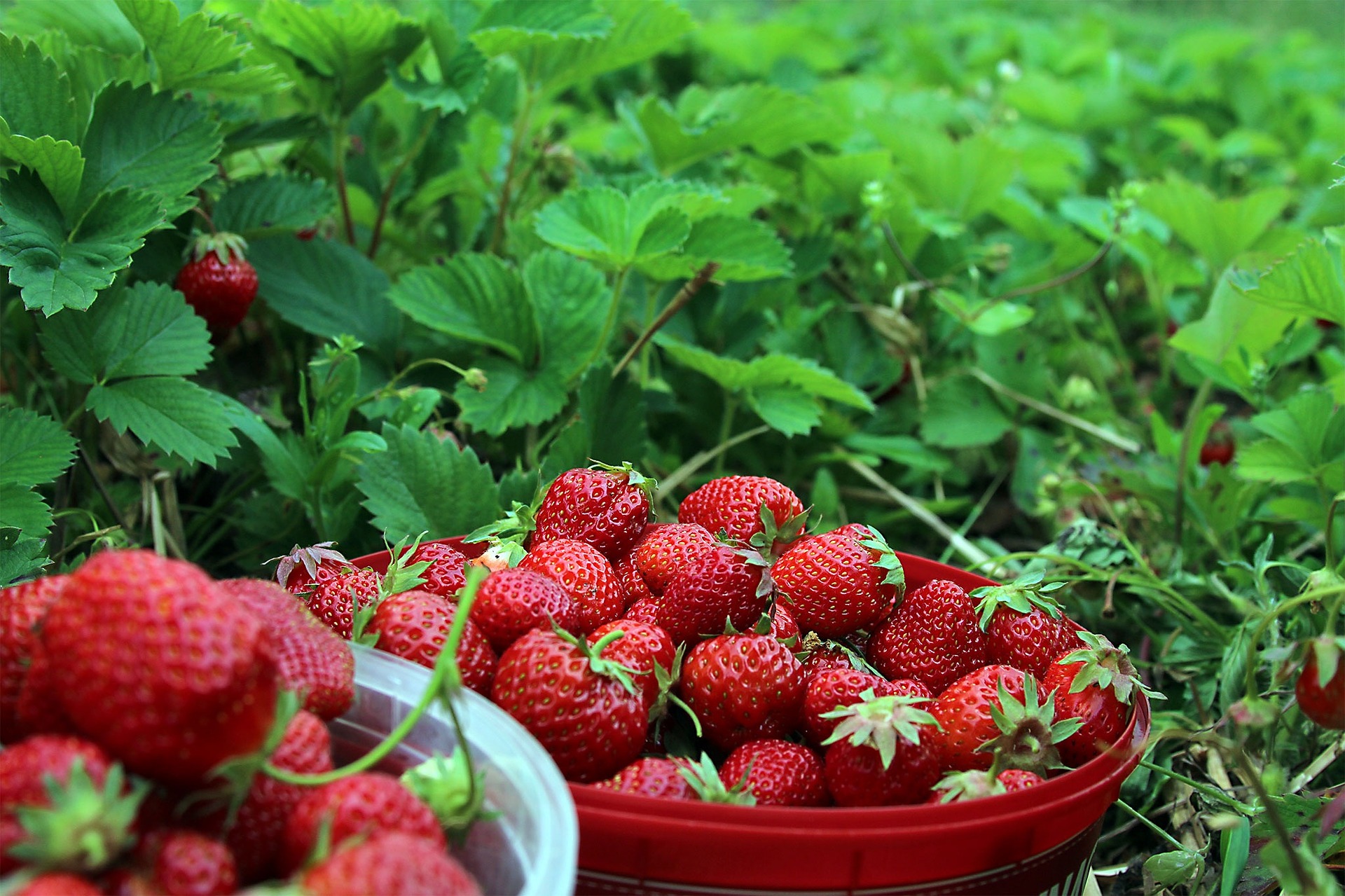 strawberries-1467902_1920