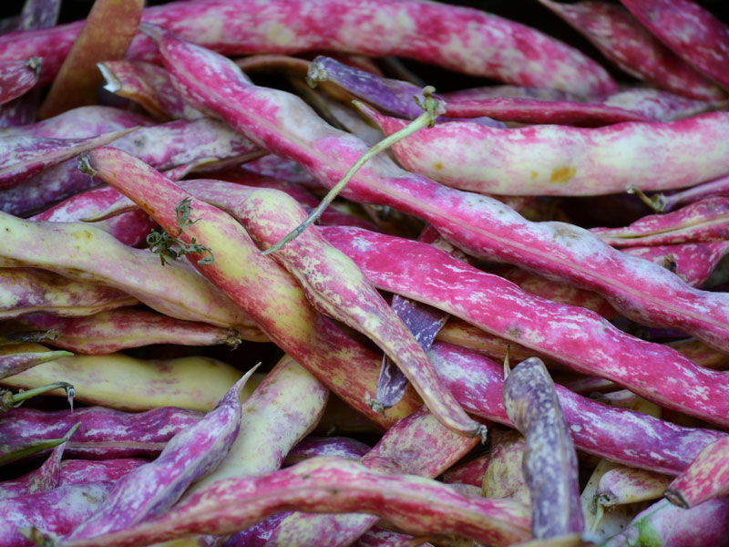 magic purple beans